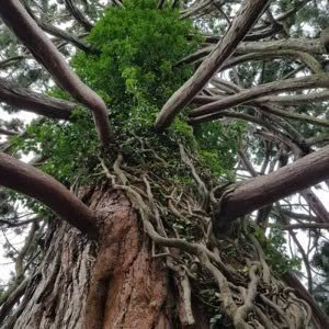 Embodying “Yield”: Aligning the Body with Ground, Gravity and Space