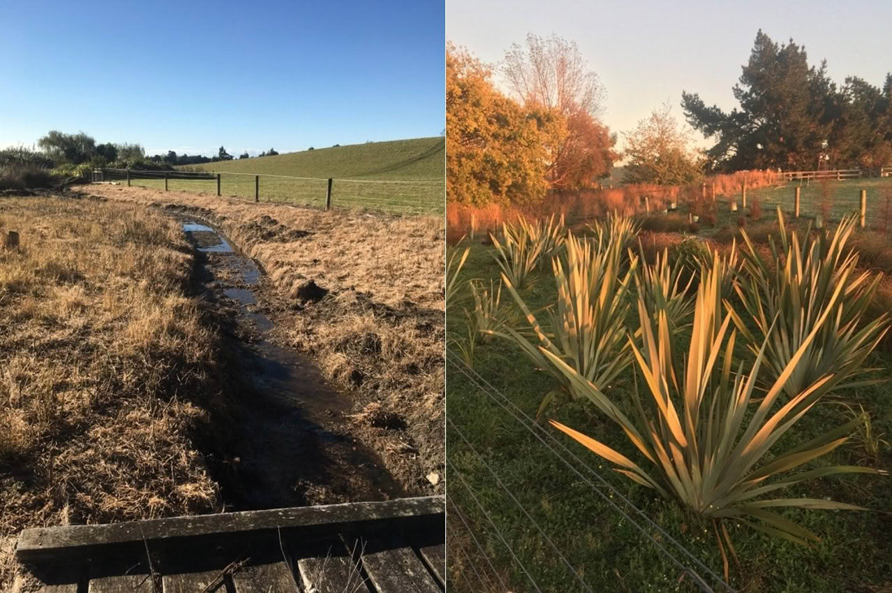 seeds of renewal A barren strip of non-agrigrable land transformed into a riparian native planting.