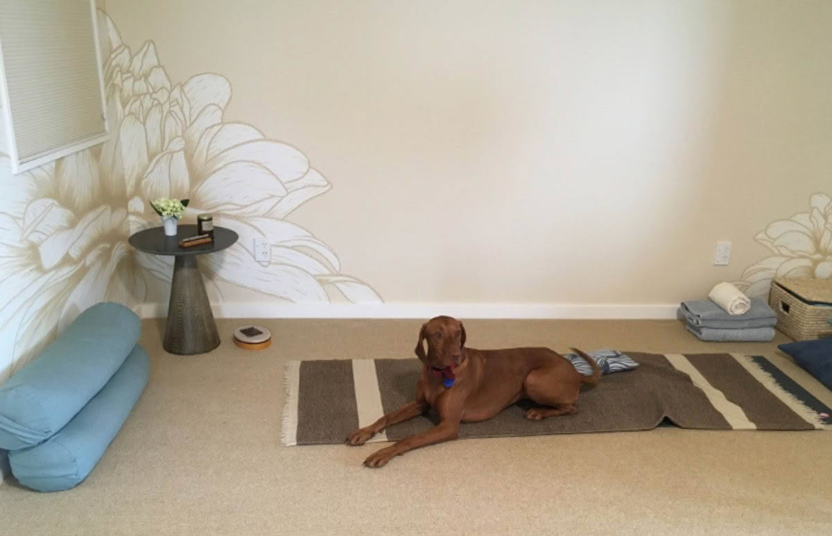 miko Our lovely dog Miko awaiting meditation instructions in the new livestream space.