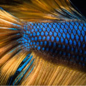Series 2 - Class #10 with Donna: Channeling Your Inner Fish