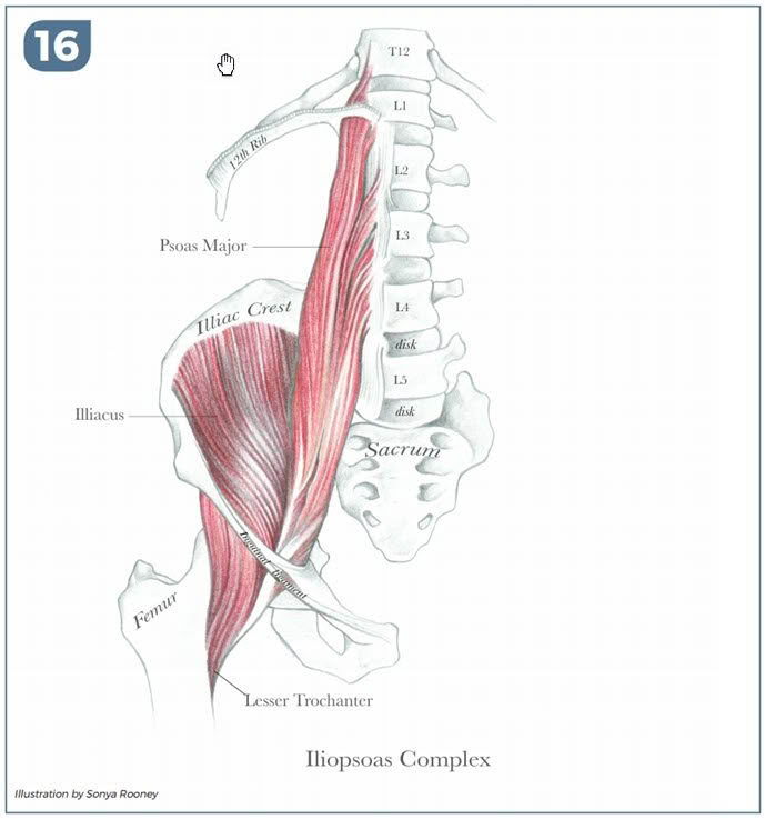 flank-pose-new-insights-16