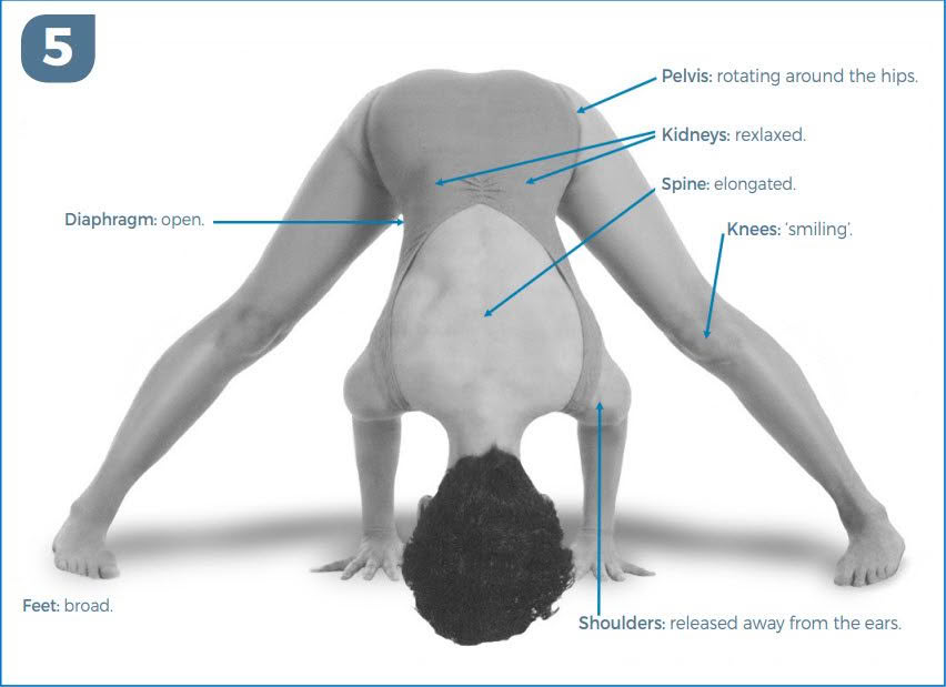 Extended Foot Pose (Prasarita Padottanasana) Prep With Donna Farhi