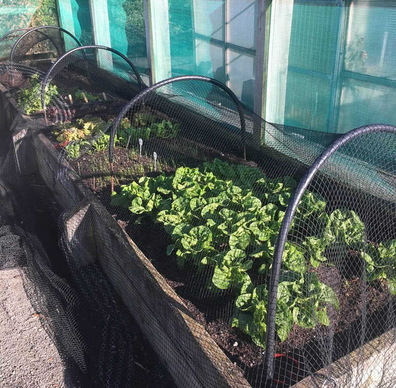 Raised vege beds