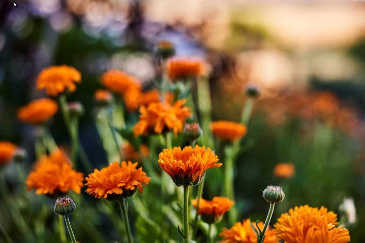 Calendula-1200x800